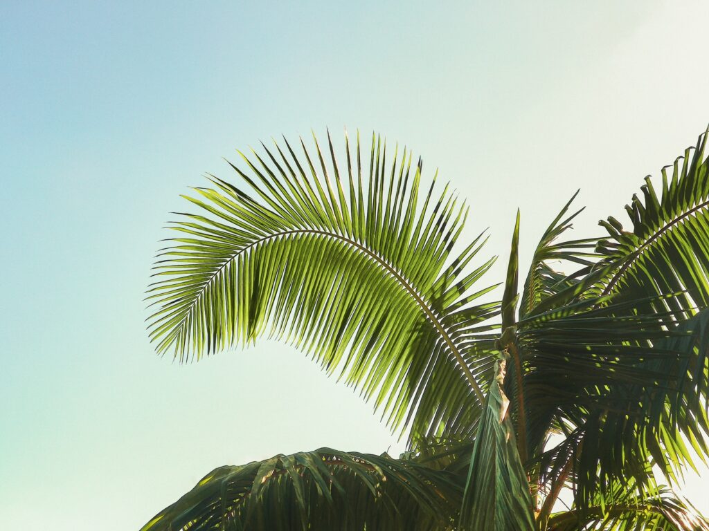 renato-trentin-VAHT8JF8cxM-unsplash