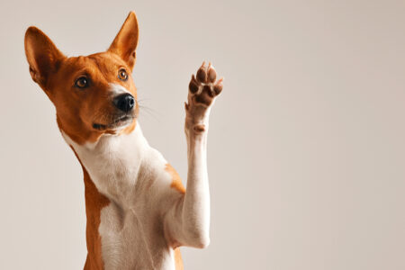 Globex-TradeHub-Business-Producto-Mascotas